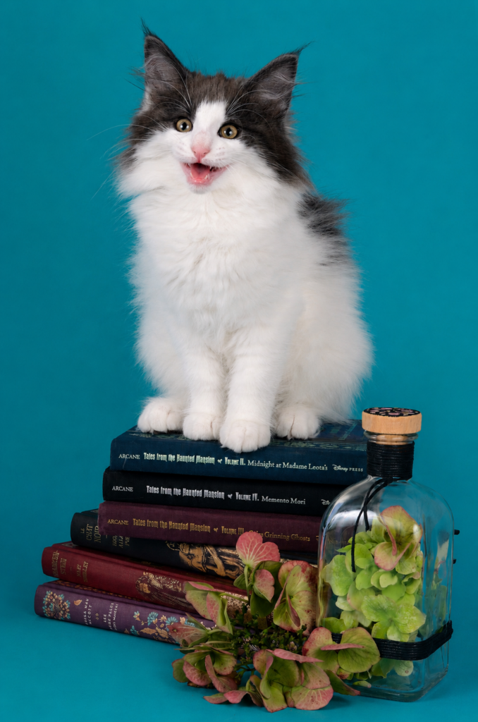 chaton bibliothécaire avec fioles de fleur