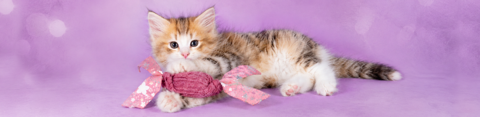 chaton mignon ambiance pastel avec son jouet