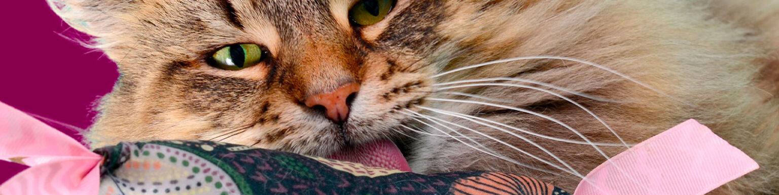 chat bonheur en train de lécher un jouet missclémy