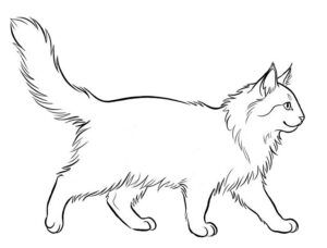 chat qui marche