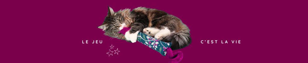 chat qui joue avec un kicker missclemy