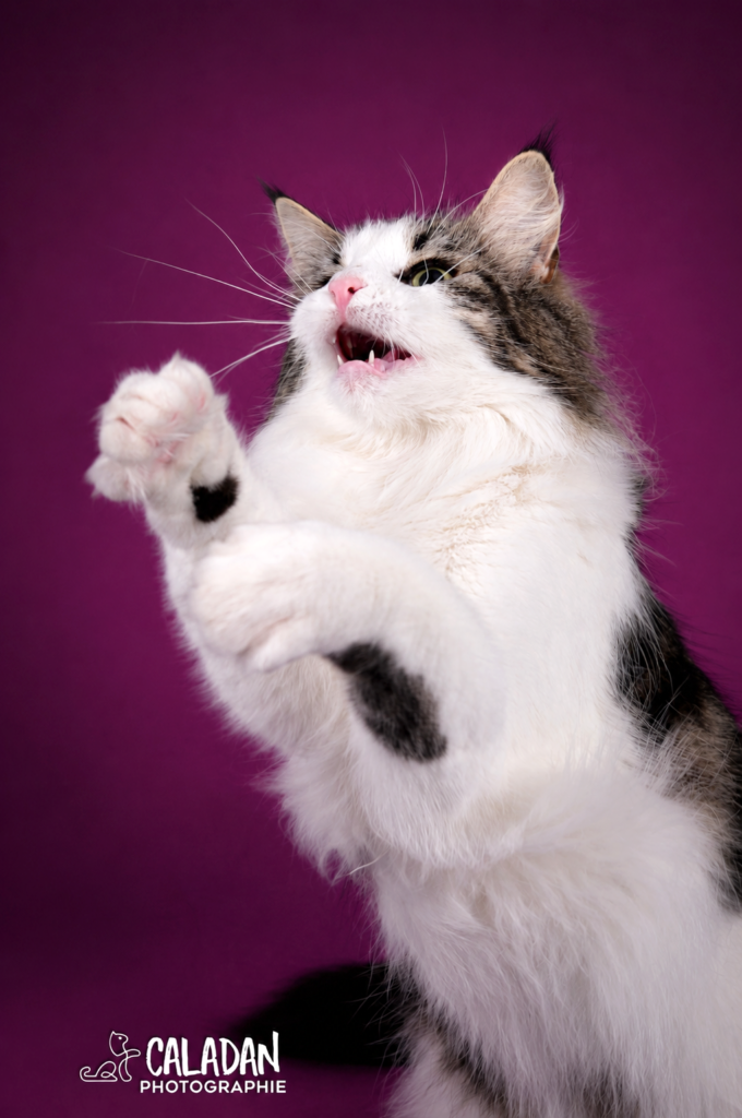 chat qui chasse