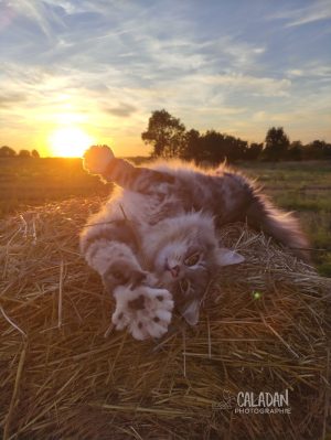 Hippi chat guerisseur