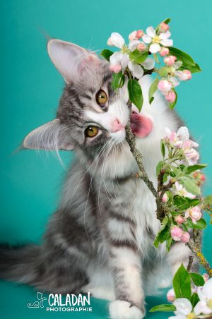 chaton qui joue avec une branche de pommier en fleur