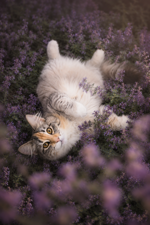 chat qui se roule dans la cataire fleurie