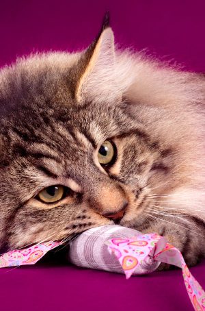 chat apaisé avec son missclémy