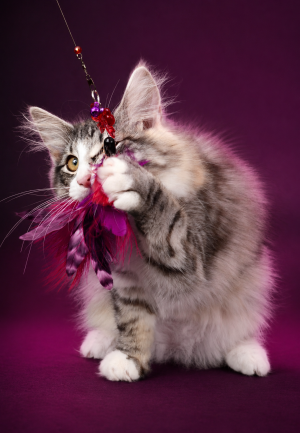 chat qui mord son plumeau Missclémy
